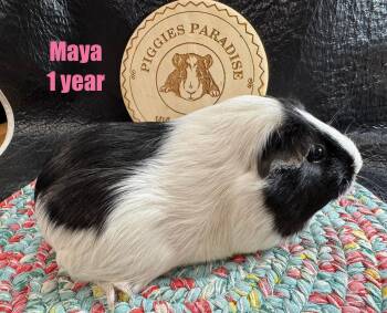 Rescue Short Haired Guinea Pigs for Adoption in Red Oak, Iowa - Maya | PetCurious
